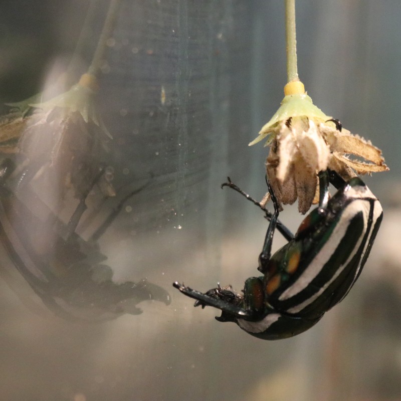 Audubon Beetle