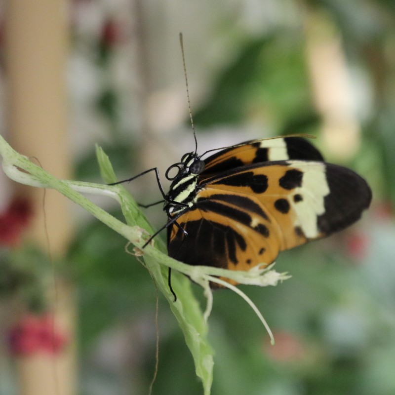 Audubon Butterfly Garden and Insectarium December 2018
