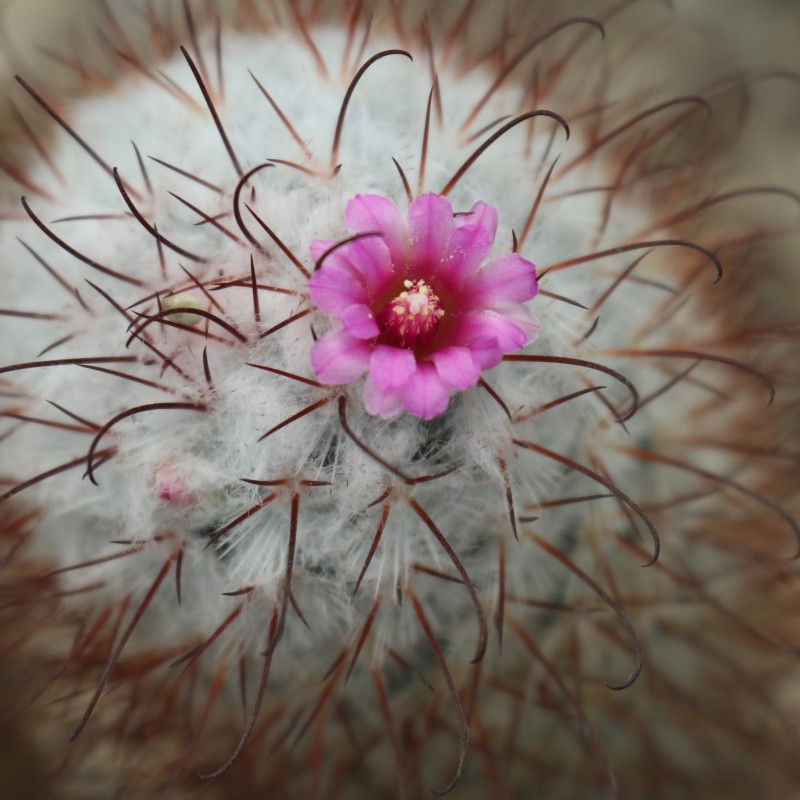 Cactus and flower
