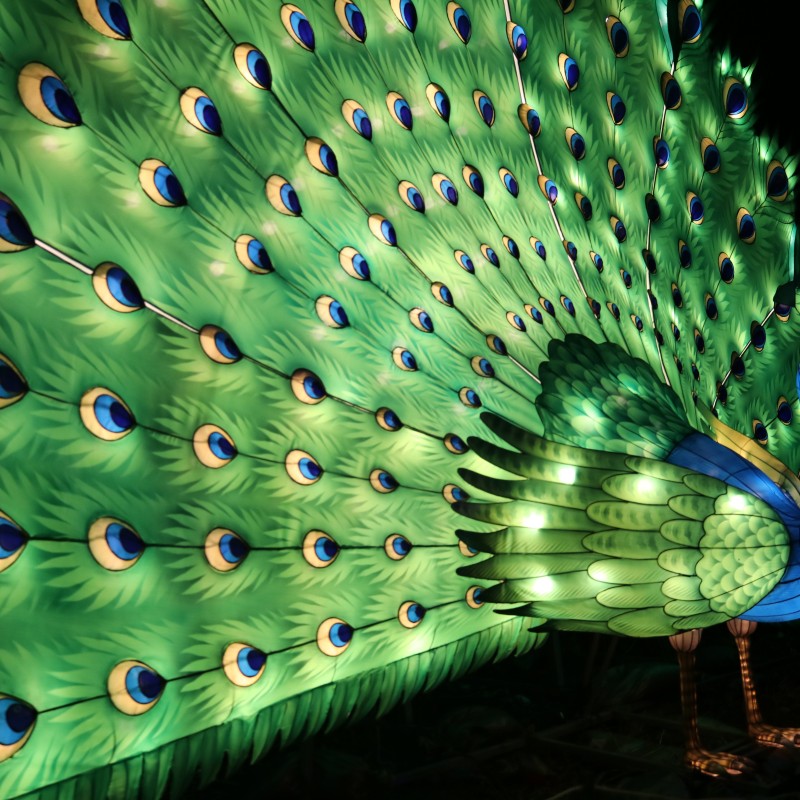 Audubon Zoo Peacock Light